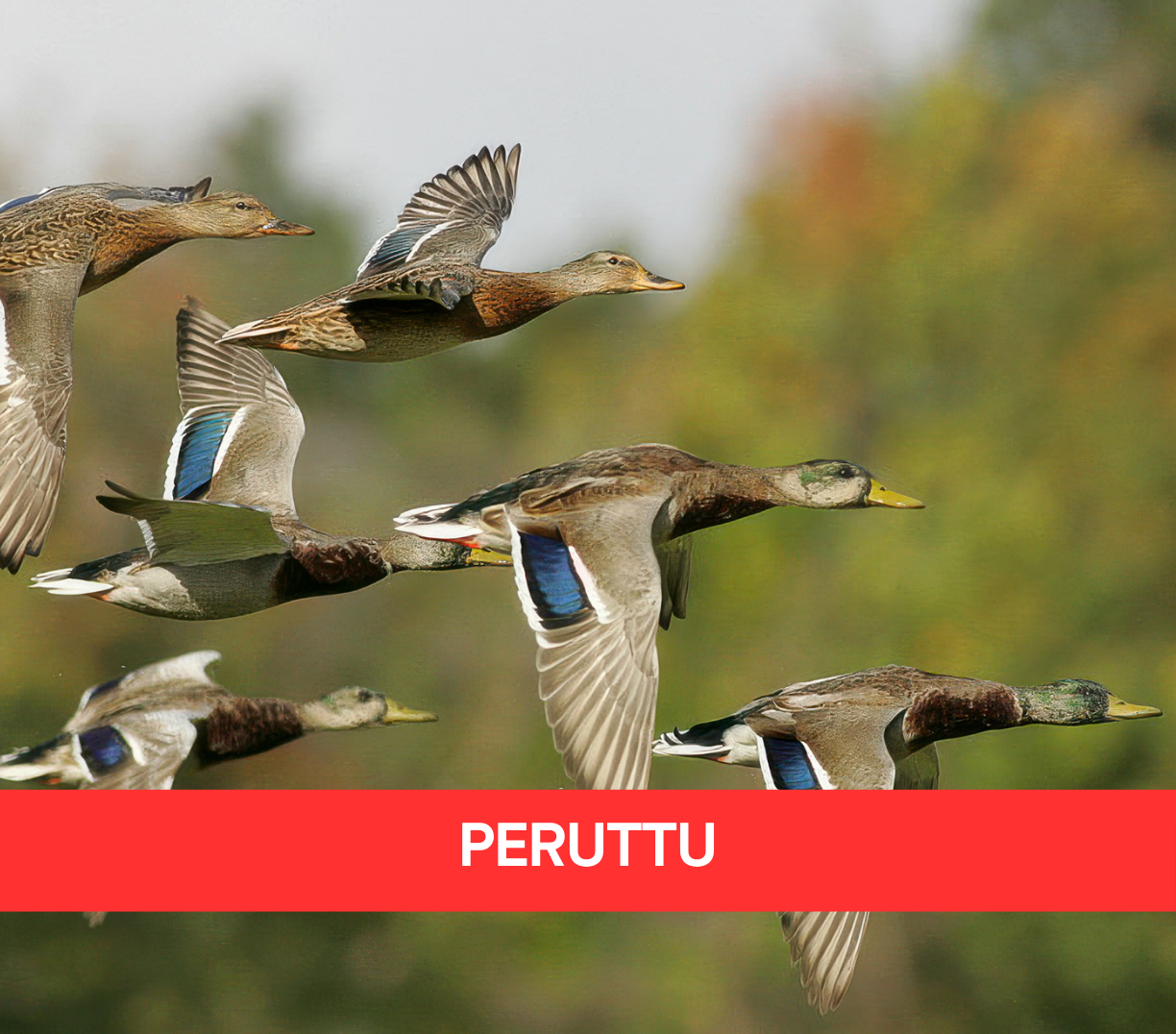 Tapahtuman oletuskuva