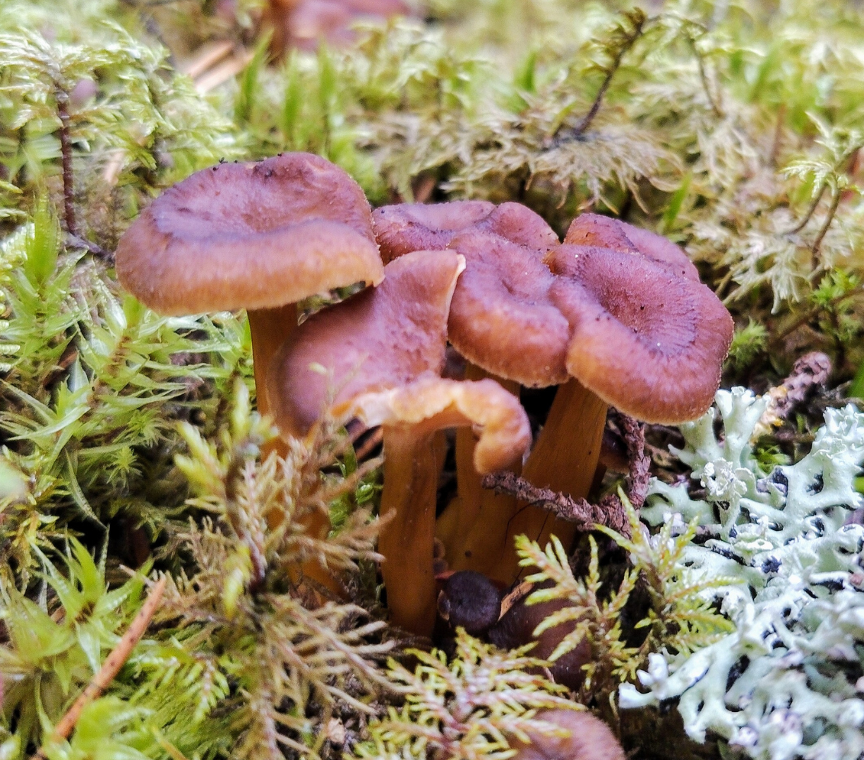 Tapahtuman oletuskuva